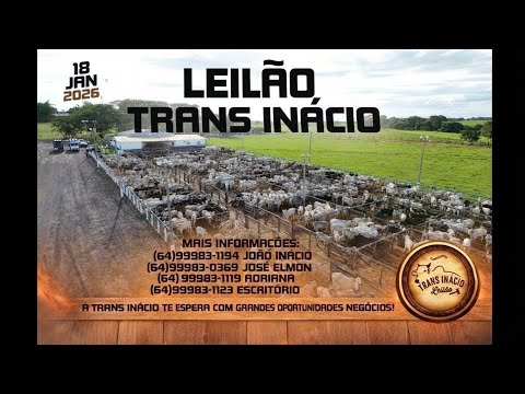 Leilão de Gado em MORRINHOS-GO, 18/01/2026  TransInácio Leilão - 18:00 Hs - Presencial e virtual.