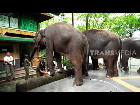 Download Gajah 3gp Mp4 Codedfilm