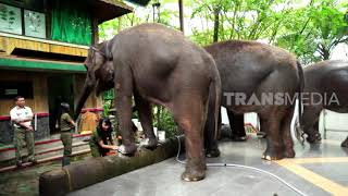 Download lagu Ternyata Gajah Juga Di Mani Pedi Sob! | SI OTAN mp3 Download lagu Ternyata Gajah Juga Di Mani Pedi Sob! | SI OTAN mp3