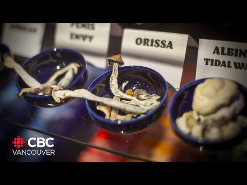 B.C. company legally cultivating psychedelic mushrooms