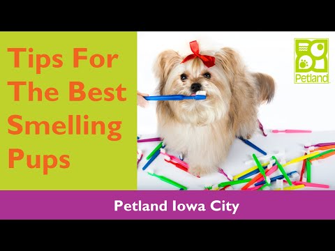 Tips For The Best Smelling Pups