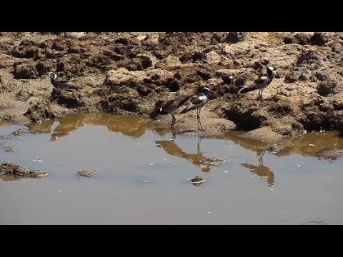 Djuma: Blacksmith Lapwing parents and two teens - 09:53 - 12/02/19