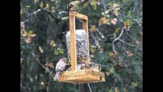 preview picture of video 'Wait-In-Line Bird Feeder'