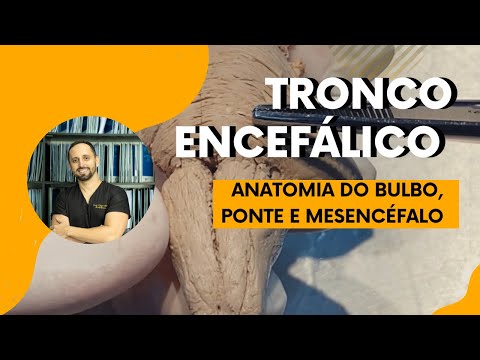 Anatomia do Tronco Encefálico
