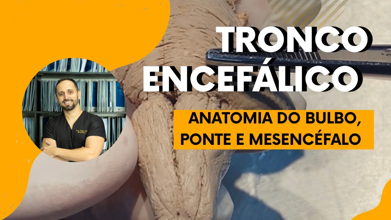 Anatomia do Tronco Encefálico