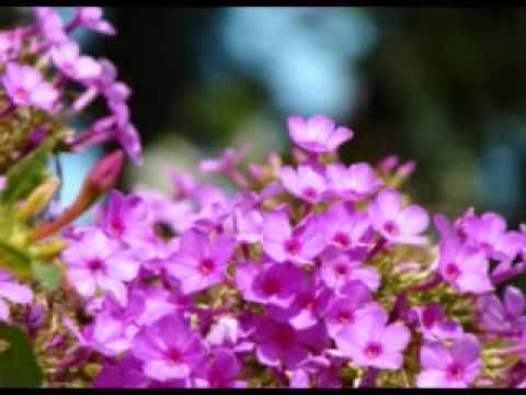 Aria Con Variazioni by G.F. Handel