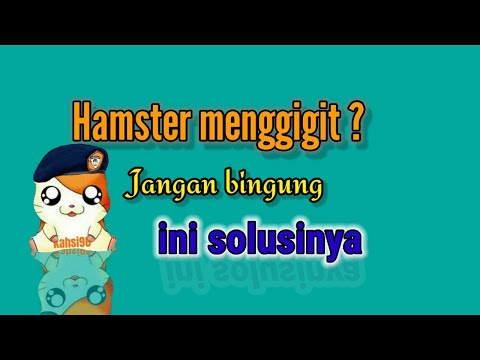 cara mengatasi hamster menggigit