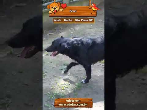 Vídeo de Zeus