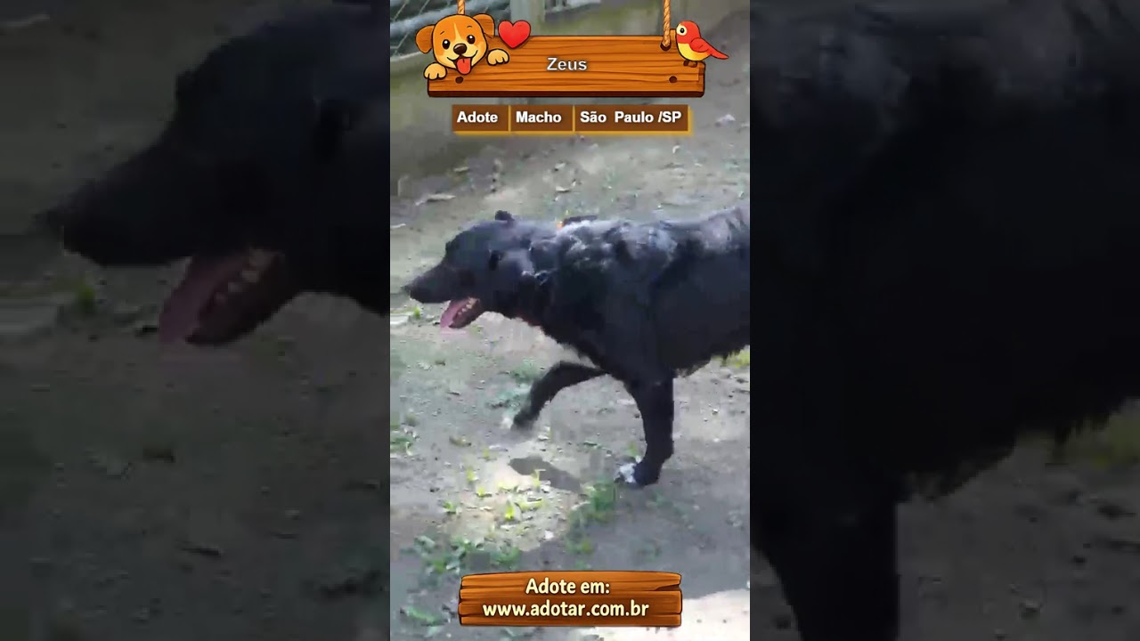 Cachorro raça SRD-ViraLata idade 2 anos nome Zeus
