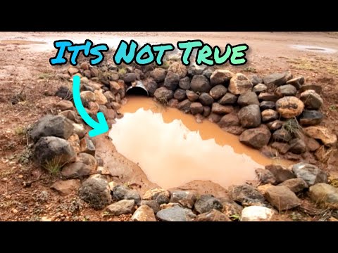2025 Desert Swale Update: Massive Tree Growth with Rainwater!