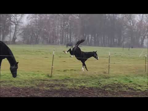 Brigitte Bardot K  -Stutfohlen von San Amour I - Benetton Dream - Dashing Blade xx  - *03/2019