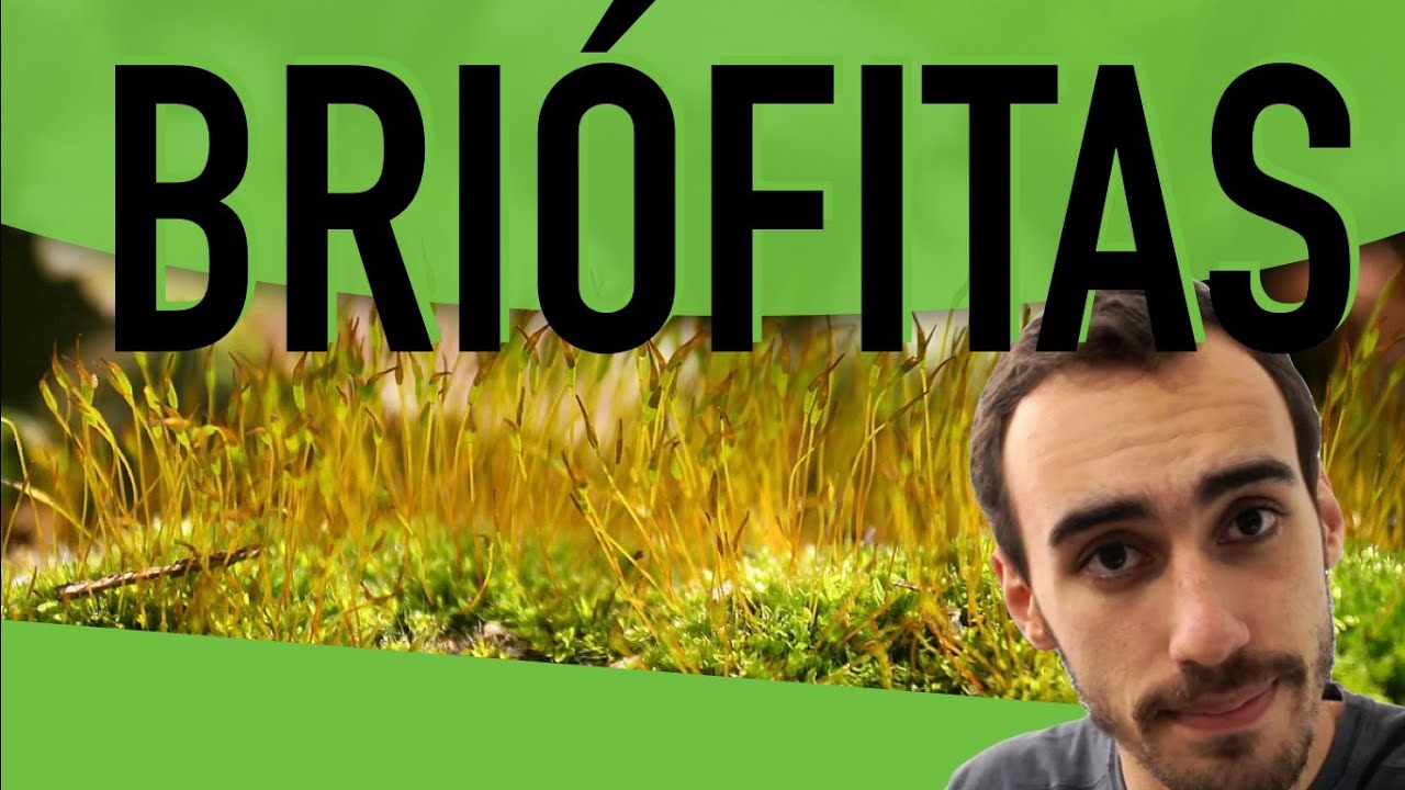Botânica - Briófitas