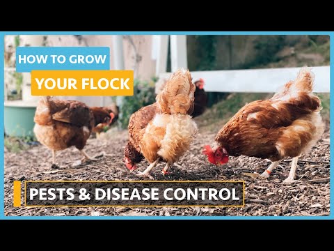 How to Grow your Flock Lesson 3 Breeds and Incubation