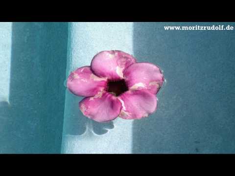 Hypnosis - Experience unconditional love - Trance - Guided meditation