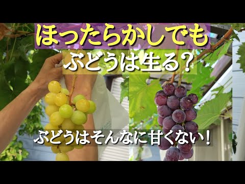 園芸 庭のブドウの木