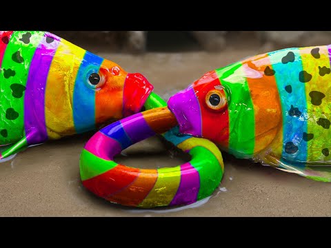 Fish stop motion ASMR - Carp and colorful koi fish hunt catfish crocodile - Stop Motion Fish