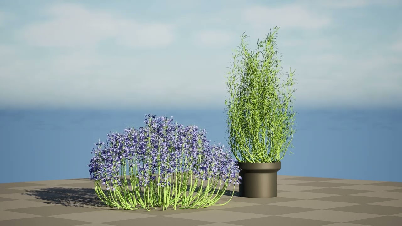 Pianta di rosmarinus officinalis in vaso Modello 3D