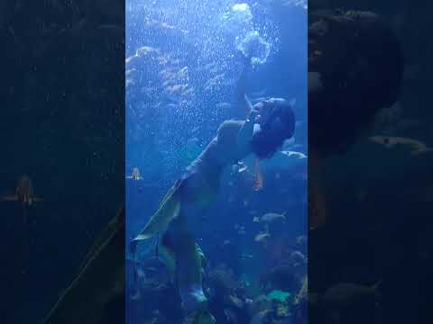 ShowSilverton Casino!#lasvegas