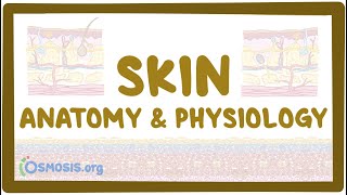 Skin anatomy and physiology
