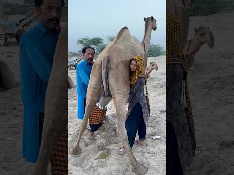 Camels milk #traditional #villagelife #food camels video