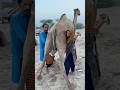 Camels Milk Traditional Villagelife Food Camels Video