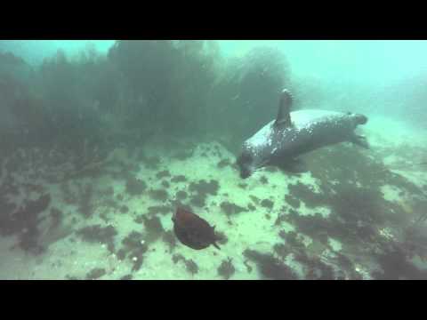 Loose Seal, Loose Seal!