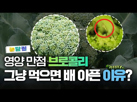 브로콜리, 당신이 몰랐던 5가지 사실 | 농담짚