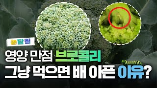 브로콜리, 당신이 몰랐던 5가지 사실 | 농담짚