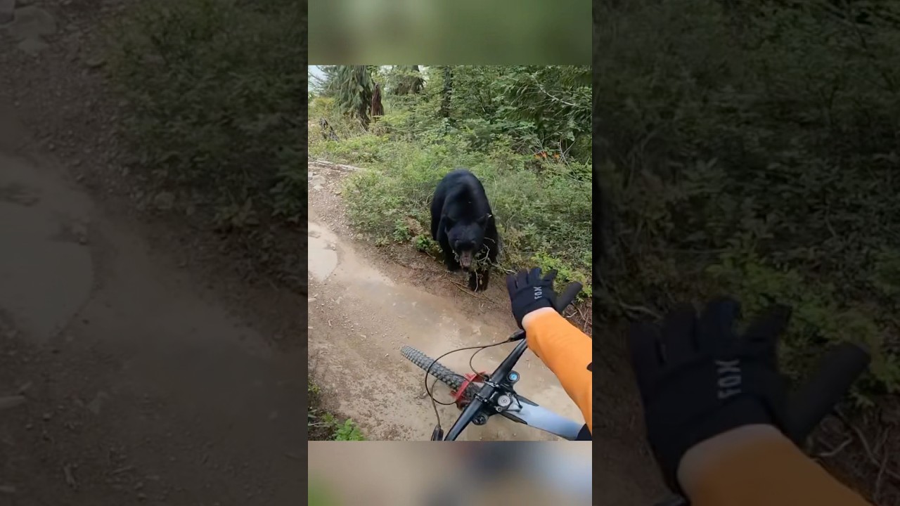 Biker vs. 500-Pound Bear 😳 #shorts #bike #biker #bear