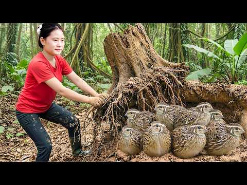 Harvesting Wild Birds from Rotten Tree Roots & Goes to Market Sell – Farm Life in the Countryside