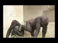 Gorilla Funny Video Gorilla Funny Short Gorilla Funny Status