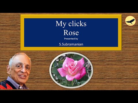 My Clicks|Roses|Subbu’s click