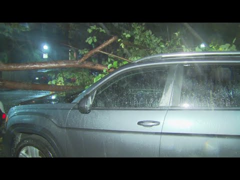 Trees Down In Boston, Waltham In Overnight Storm