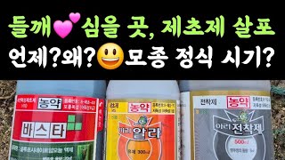 들깨???? 심을 자리 제초제 살포, 언제? 왜? ???? 모종 정식시기는? 왜?
