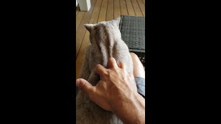 British Shorthair Cat got some strips on her fur - #shorts