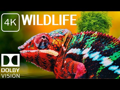 Amazing Wildlife of Botswana - 4K Nature Documentary Film (with music)