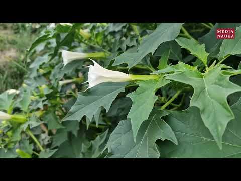 Bieluń dziędzierzawa (Datura stramonium)