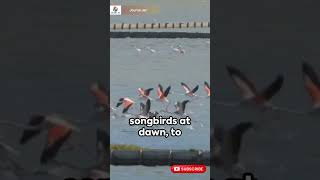 Download lagu Nature's Symphony Bird Watching in National Park! 🐦🌳 Tune into nature's melodies mp3