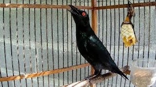 Download lagu Pancingan Ampuh!!! Untuk Melatih Cucak Keling Bahan Ikutan Bunyi mp3 Download lagu Pancingan Ampuh!!! Untuk Melatih Cucak Keling Bahan Ikutan Bunyi mp3