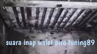 Download lagu Suara inap walet piro tuning89 mp3 Download lagu Suara inap walet piro tuning89 mp3