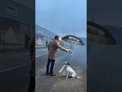 DOG CRAZY Photogtaphy !! 🐶 #pets #photoshoot #jordikoalitic