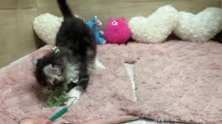 アメリカンカールの動画01