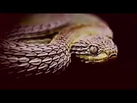 Savagekid007 ft canaanforyah OFFICIAL VISUAL VIDEO "TODAY"