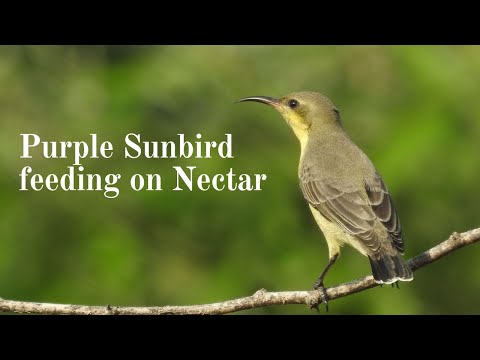 Purple Sunbird feeding on Nectar
