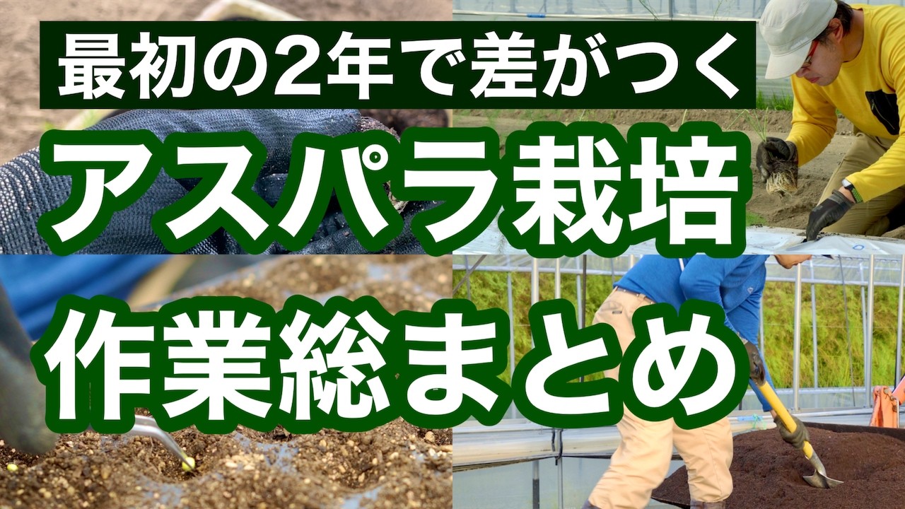 【イッキ見】アスパラを種から育てる｜最初の2年でやる作業を総まとめ