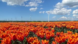 Tulip Fields in Almere - Flevoland - Holland