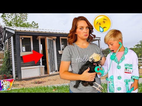 What Happened To Our Backyard Chickens??!! 😢 Video