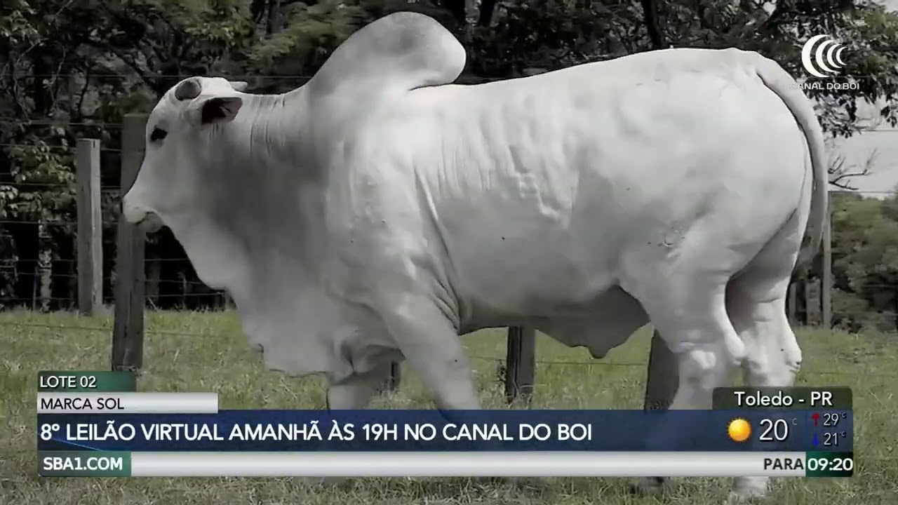 8º Leilão Marca Sol oferta reprodutores com Ceip nesta terça-feira no Canal do Boi