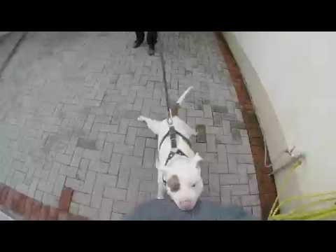 HP adestramento - guarda patrimonial e proteção pessoal - Pit Bull