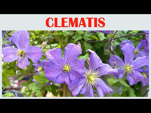 The Whispering Clematis Flowers, the queen of climbers virtual tour